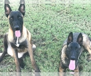 Belgian Malinois Dog Breeder near PHOENIX, AZ, USA