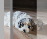 Small #20 Breeder Profile image