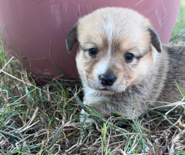 Medium Photo #8  Breeder Profile in MIDLOTHIAN, TX, USA