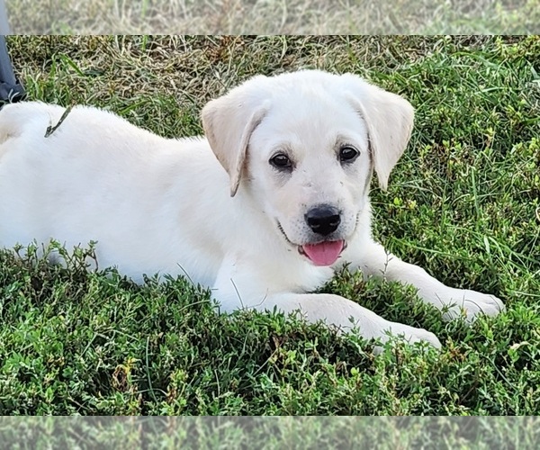 Medium Photo #3  Breeder Profile in SHELDON, IA, USA