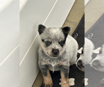 Small #9 Breeder Profile image