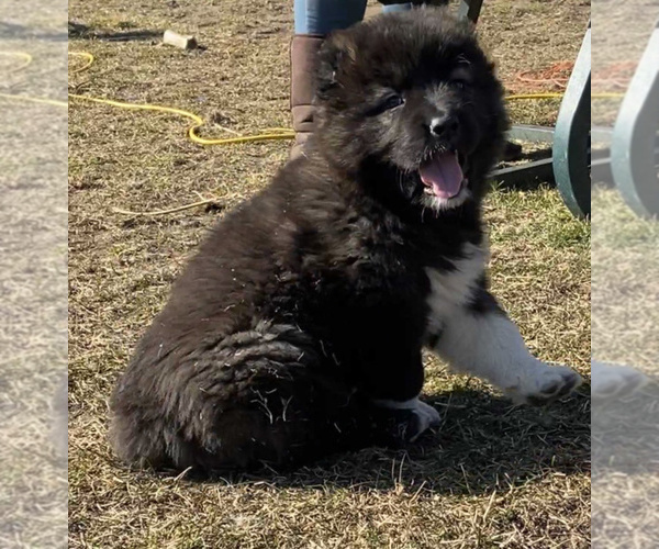 Medium Photo #12  Breeder Profile in TWINING, MI, USA