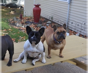 French Bulldog Dog Breeder near MANCHESTER, MI, USA