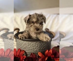 Schnauzer (Miniature) Dog Breeder near MACON, GA, USA