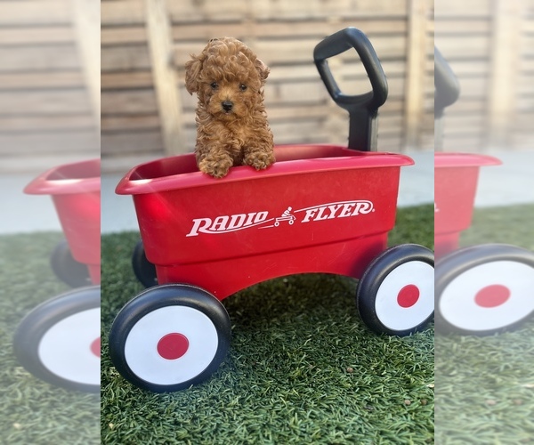 Medium Photo #3  Breeder Profile in LONG BEACH, CA, USA
