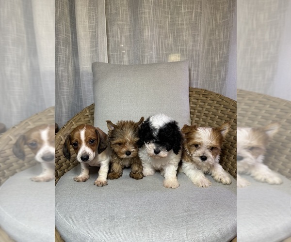 Medium Photo #4  Breeder Profile in ORLANDO, FL, USA