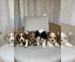 Small #3 Breeder Profile image
