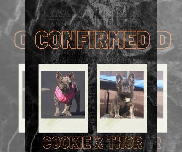 Medium Photo #1  Breeder Profile in LAS VEGAS, NV, USA
