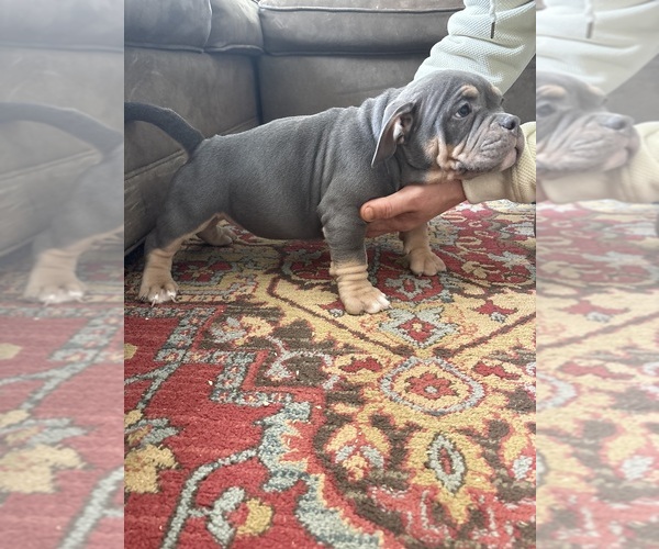 Medium Photo #14  Breeder Profile in WINDSOR, CT, USA