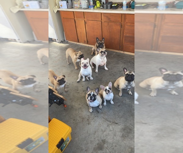 Medium Photo #1  Breeder Profile in GREEN COVE SPRINGS, FL, USA