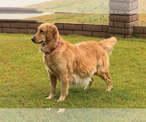 Golden Retriever Dog Breeder near BAKERSFIELD, CA, USA