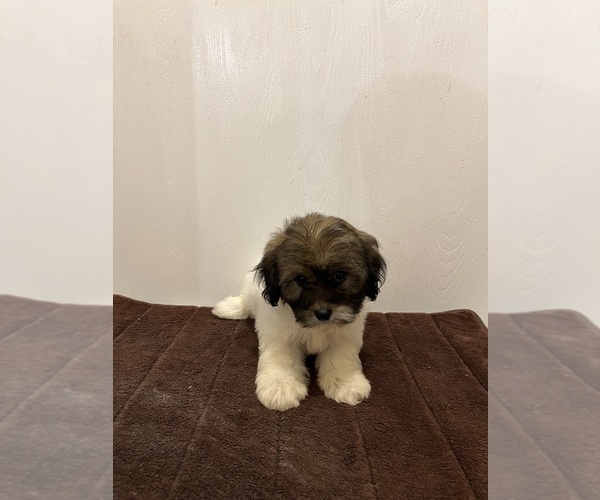 Medium Photo #3  Breeder Profile in LORANGER, LA, USA