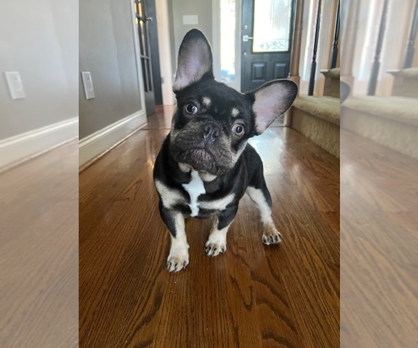 Medium Photo #1  Breeder Profile in NEW LONDON, NC, USA