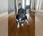 Small breeder photo