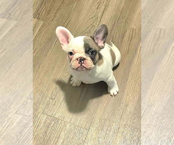 Medium Photo #1  Breeder Profile in GRAHAM, WA, USA