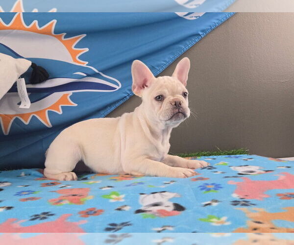Medium Photo #16  Breeder Profile in BLACKSHEAR, GA, USA