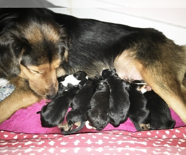 Medium Photo #1  Breeder Profile in SAXE, VA, USA