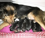 Small breeder photo