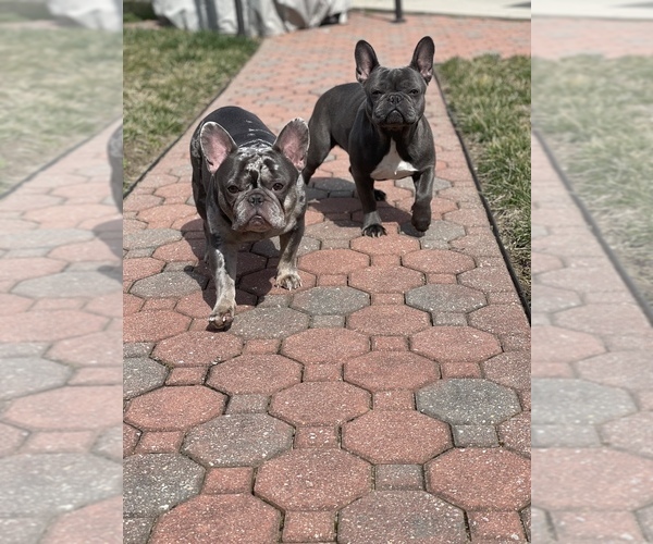 Medium Photo #1  Breeder Profile in WEST DEPTFORD, NJ, USA