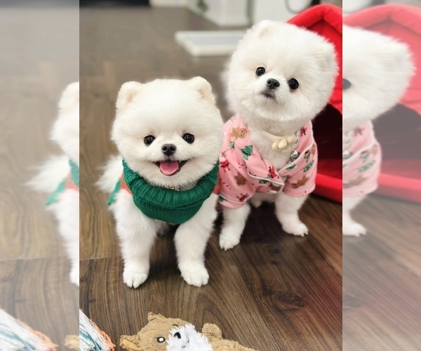 Medium Photo #1  Breeder Profile in EASTVALE, CA, USA