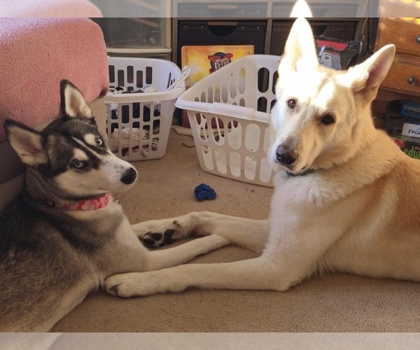 Medium Photo #1  Breeder Profile in EDMORE, MI, USA