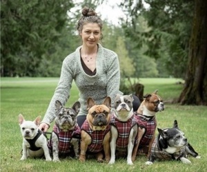 Faux Frenchbo Bulldog-French Bulldog Mix Dog Breeder near HOODSPORT, WA, USA