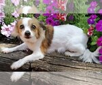 Small breeder photo