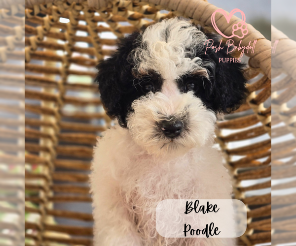 Medium Photo #6  Breeder Profile in ELMHURST, IL, USA