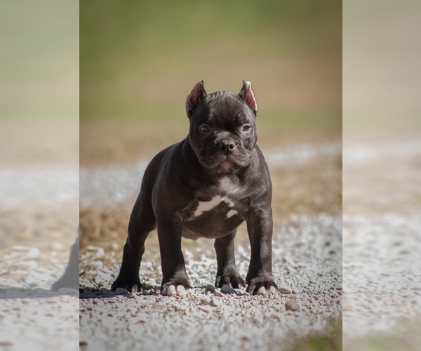 Medium Photo #21  Breeder Profile in URBANA, OH, USA