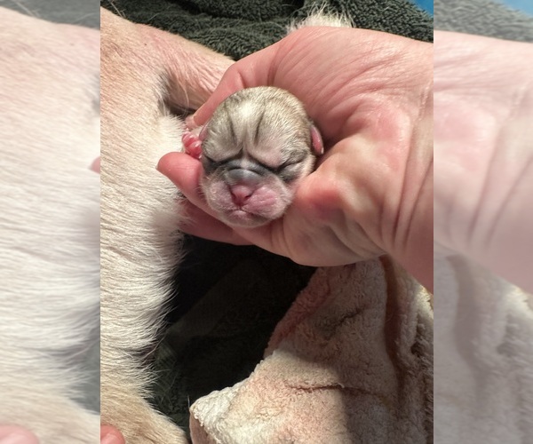 Medium Photo #49  Breeder Profile in PRINEVILLE, OR, USA