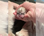 Small #48 Breeder Profile image