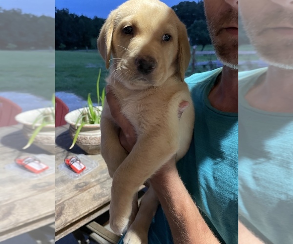 Medium Photo #1  Breeder Profile in ELGIN, SC, USA