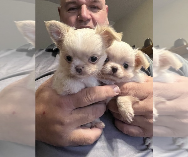 Medium Photo #2  Breeder Profile in SAINT MARYS, GA, USA