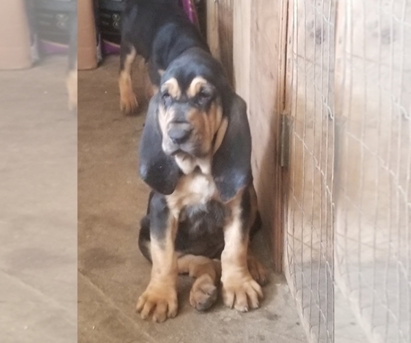 Medium Photo #1  Breeder Profile in WALSHVILLE, IL, USA