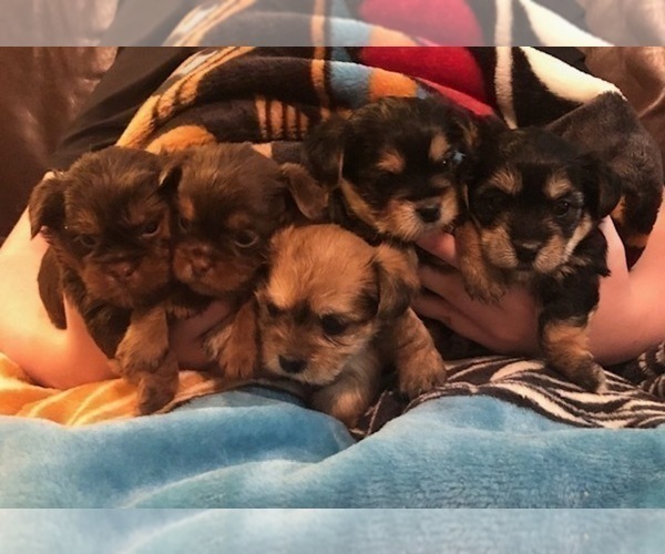 Medium Photo #8  Breeder Profile in SCOTTSDALE, AZ, USA