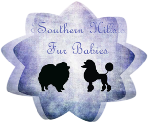 Pomeranian Dog Breeder near POPLARVILLE, MS, USA