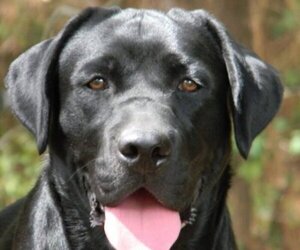 Labrador Retriever Dog Breeder near WILSONS, VA, USA