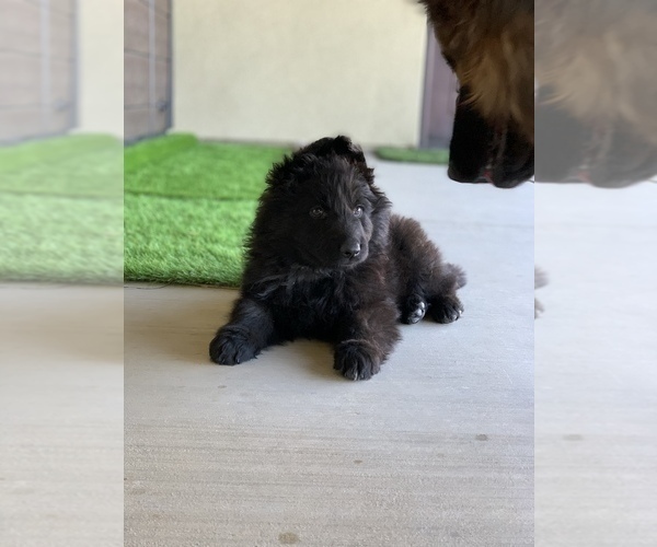 Medium Photo #171  Breeder Profile in PINON HILLS, CA, USA