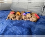 Small #48 Breeder Profile image