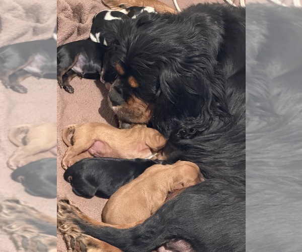 Medium Photo #6  Breeder Profile in WAXAHACHIE, TX, USA