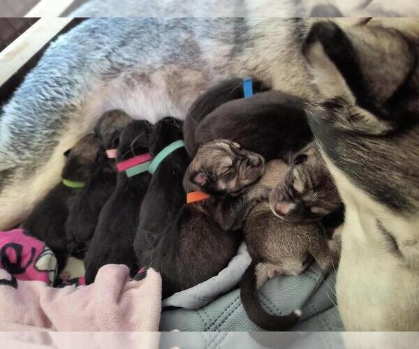 Medium Photo #6  Breeder Profile in MIDDLETOWN, OH, USA