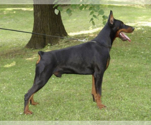 Doberman Pinscher Dog Breeder in UNION,  USA