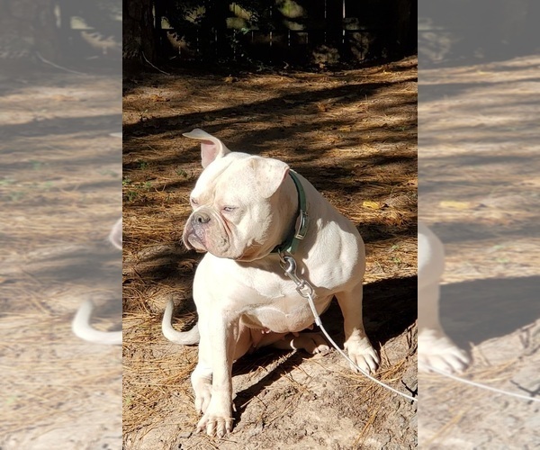 Medium Photo #1  Breeder Profile in SHENANDOAH, TX, USA