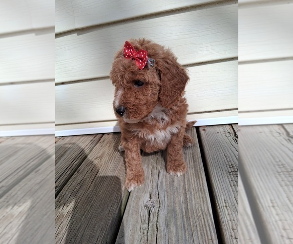 Medium Photo #65  Breeder Profile in GASTONIA, NC, USA