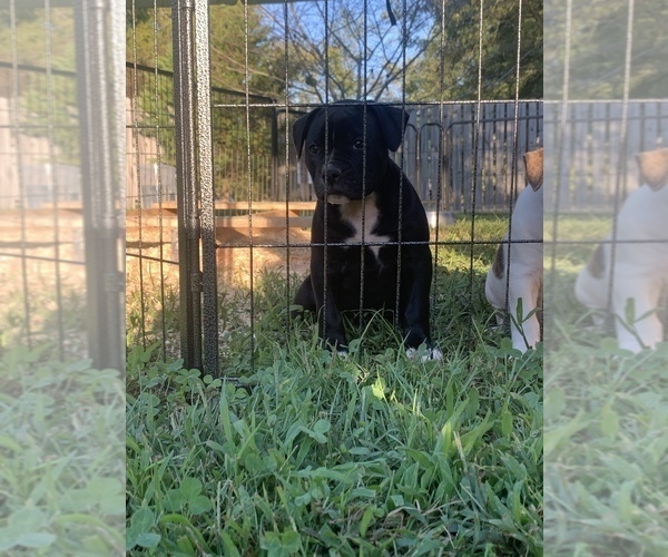 Medium Photo #42  Breeder Profile in COLUMBIA, KY, USA