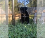 Small #41 Breeder Profile image