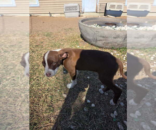 Medium Photo #4  Breeder Profile in SEBASTIAN, FL, USA