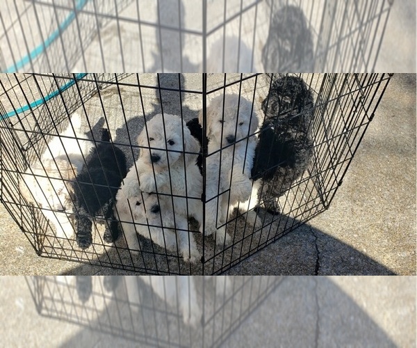 Medium Photo #1  Breeder Profile in MAYLENE, AL, USA