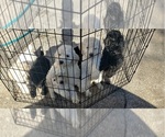Small breeder photo