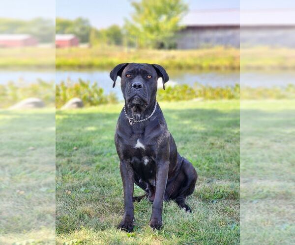 Medium Photo #1  Breeder Profile in MOORESVILLE, IN, USA